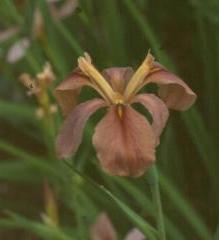 'Bayou Bandit' (Weeks/Campbell 98, SPEC) Named species, I.  fulva - click to enlarge