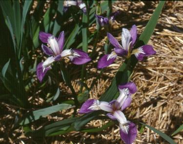 'Party Line' (Warburton 88, SPEC) Named species, I.  versicolor - click to enlarge