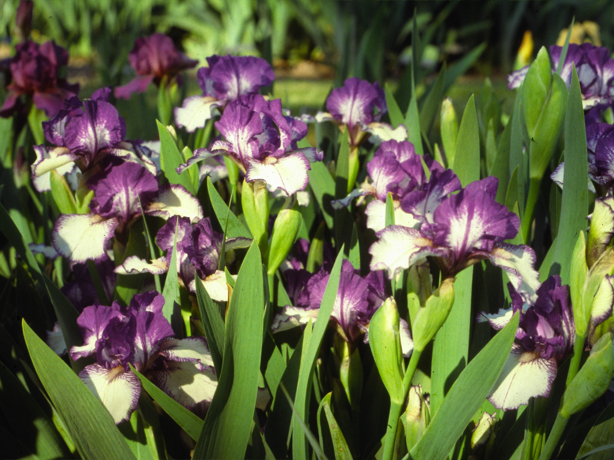 Greater St. Louis Iris Society - The Classifications of Bearded Irises